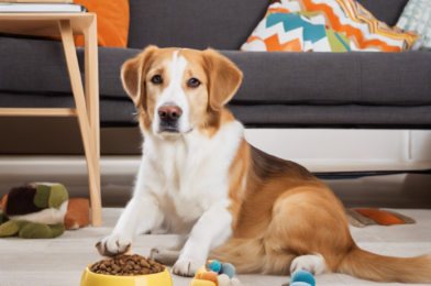 How to Keep Your Pets Happy and Entertained Indoors