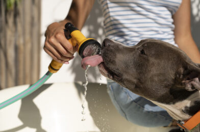 The Best Ways to Keep Your Pets Hydrated